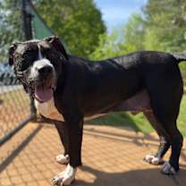 Thumbnail photo of Herschel #2