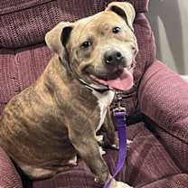 Thumbnail photo of Bella #2