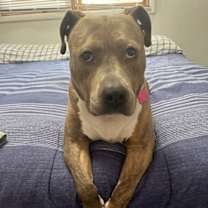 Thumbnail photo of Bella #3