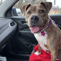 Thumbnail photo of Bella #4