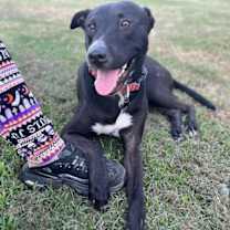 Thumbnail photo of Pretzel #1