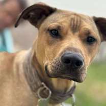 adopt-pet