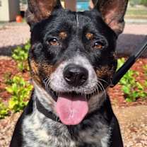 adopt-pet