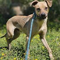 Thumbnail photo of BRANDON #3