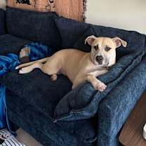 Thumbnail photo of Teddy #3