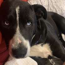 Thumbnail photo of COLE #1