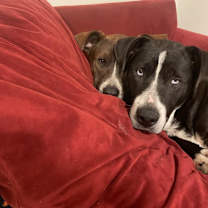 Thumbnail photo of COLE #2