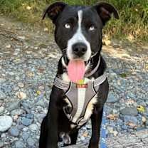 Thumbnail photo of COLE #3