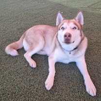 adopt-pet
