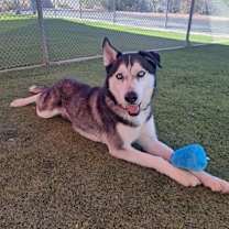 adopt-pet