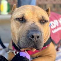 Thumbnail photo of Cappy #2