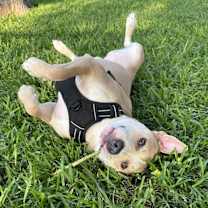 Thumbnail photo of Donut #1