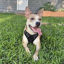 Thumbnail photo of Donut #2