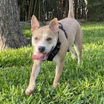 Thumbnail photo of Donut #4