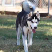 Thumbnail photo of Thor #1