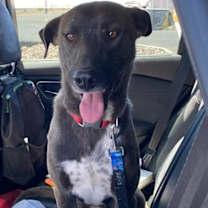adopt-pet