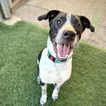 adopt-pet