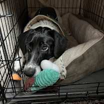 Thumbnail photo of Charlie #4