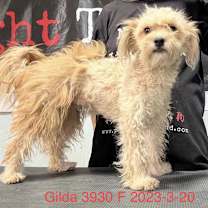 Thumbnail photo of Gilda 3930 #2