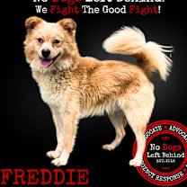 Thumbnail photo of Freddie 4055 #1