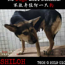 Thumbnail photo of Shiloh 7702 #3