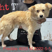 Thumbnail photo of Freddie 4055 #2