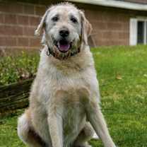 Thumbnail photo of Awesome Asher Labradoodle #3