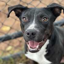 Thumbnail photo of Ace #1