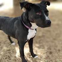 Thumbnail photo of Ace #3