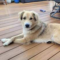 Thumbnail photo of Dunne #2