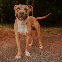 Thumbnail photo of 25-02-0562 Bam Bam #2