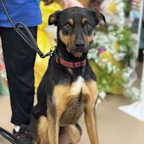 Thumbnail photo of Duke #2