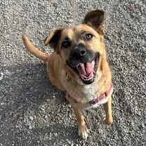 Thumbnail photo of Scarlett #2