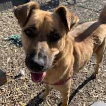 Thumbnail photo of Scarlett #3