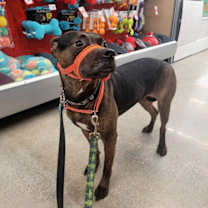 adopt-pet