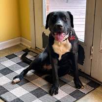 Thumbnail photo of Oreo #2