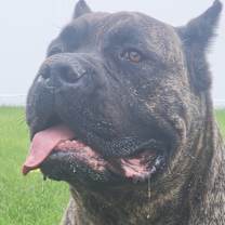 Thumbnail photo of Neicko #1