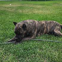 Thumbnail photo of Neicko #2