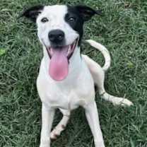 Thumbnail photo of Puppita #1