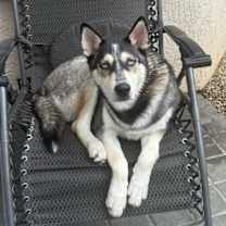 Thumbnail photo of Gambino #1