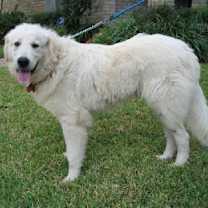 Thumbnail photo of OK Fosters Needed #2