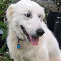 Thumbnail photo of OK Fosters Needed #3