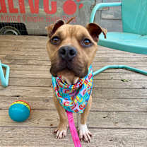 Thumbnail photo of Protozoa #2