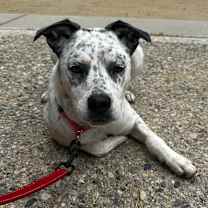 Thumbnail photo of Pebbles A2189346 #4