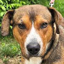 Thumbnail photo of Red #1