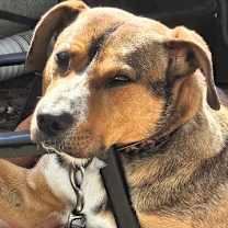 Thumbnail photo of Red #2