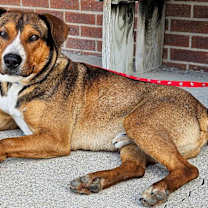 Thumbnail photo of Red #3