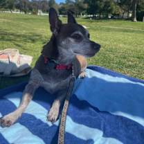 Thumbnail photo of Kobe #3