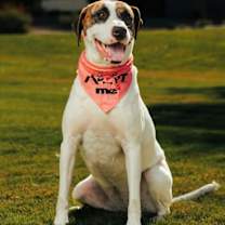 adopt-pet