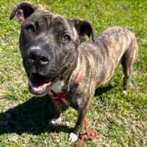 Thumbnail photo of Lollipop #1